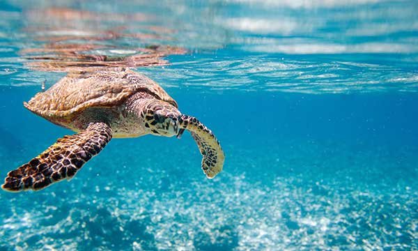 World Turtle Day